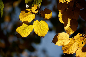 Colors of Autumn. Colorful leaves in october.