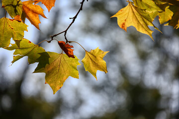 Colors of Autumn. Colorful leaves in october.