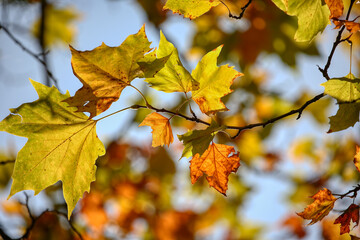 Colors of Autumn. Colorful leaves in october.