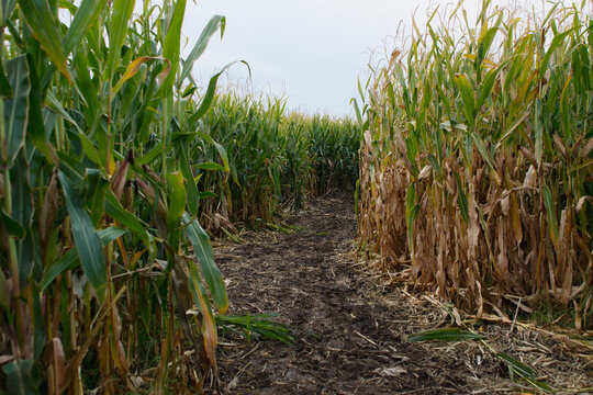 path in corn maze