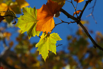 Fototapeta premium Colors of Autumn. Colorful leaves in october.