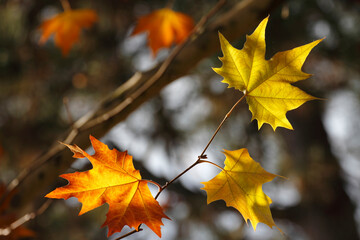 Colors of Autumn. Colorful leaves in october.