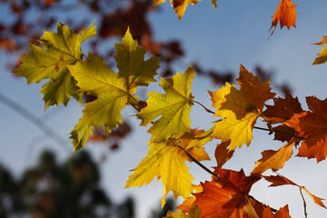 Colors of Autumn. Colorful leaves in october.