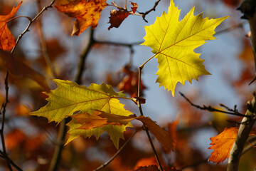 Colors of Autumn. Colorful leaves in october.
