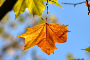 Colors of Autumn. Colorful leaves in october.
