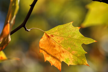 Colors of Autumn. Colorful leaves in october.