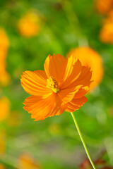 キバナコスモス