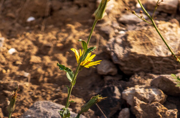 the yellow wildflower in rock