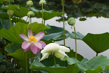 A pink lotus and a white lotus bloom in the pond