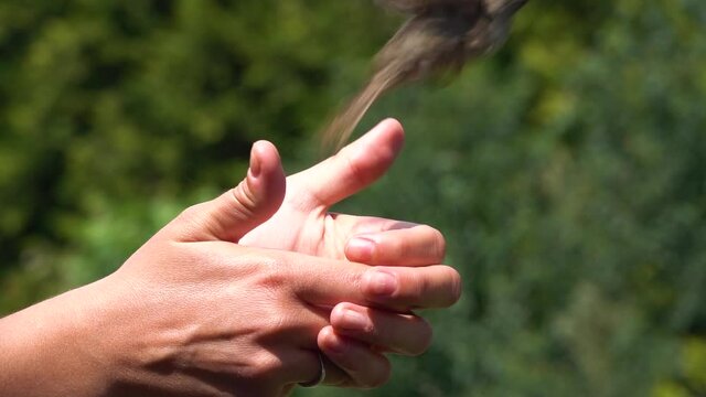 The sparrow (Passer domesticus) flies out of her hands, Release a bird into the wild, slow motion
