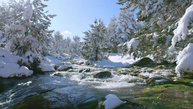 Slow-motion of clear stream flowing in snow-covered pine forest in winter
