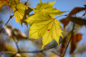 Fototapeta premium Colors of Autumn. Colorful leaves in october.