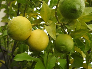 lemon on tree