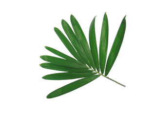 Leaves of rattan isolated from white background