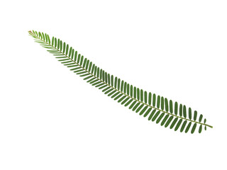 Phyllanthus emblica leaves isolated on white background.