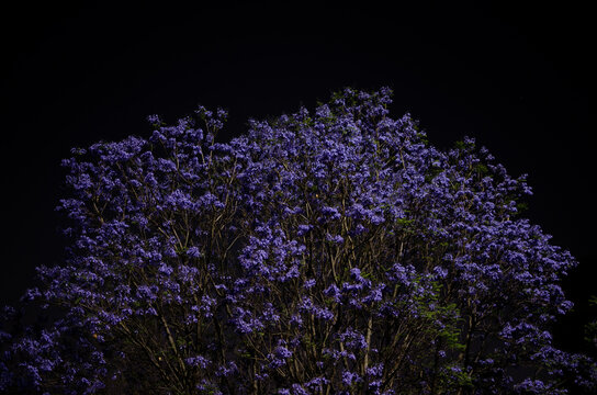 Blooming jacaranda tree in the night