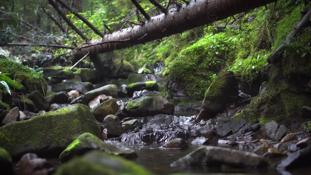 Mossy boulders and beneath log in stream through a forest