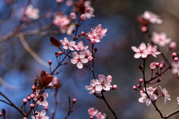 Beautiful floral spring abstract background of nature. Branches of blossoming fruits.