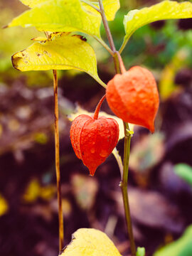 Wet flowers in the autumn