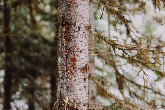 Bear Scratches on a Pine Tree Trunk