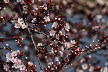 Beautiful floral spring abstract background of nature. Branches of blossoming fruits.