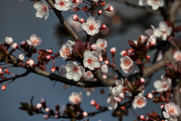 Beautiful floral spring abstract background of nature. Branches of blossoming fruits.