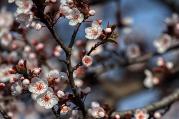 Beautiful floral spring abstract background of nature. Branches of blossoming fruits.