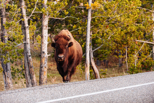 Buffalo Walking on the Side of a Road in Yellowstone National Park
