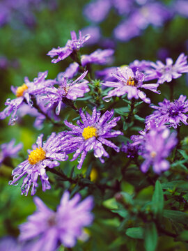 Wet flowers in the autumn