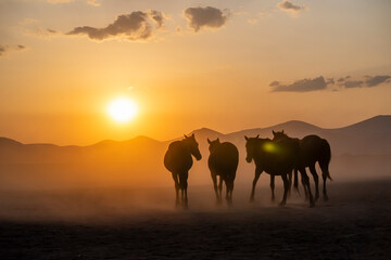 Plakat Wild horses run in foggy at sunset. Near Hormetci Village, between Cappadocia and Kayseri, Turkey
