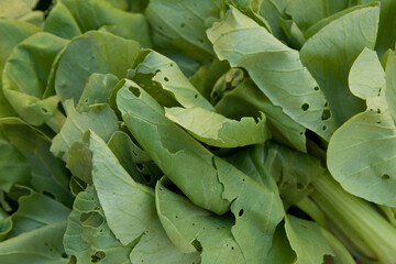 無農薬チンゲンサイ