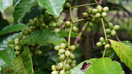 Fototapeta premium green robusta coffee fruit on the tree