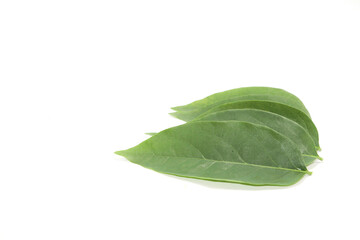 Small green gooseberry leaves arranged beautifully with artistic elements and have space to write messages and phone numbers.