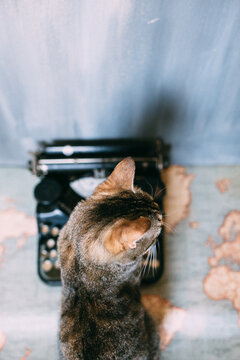 cat typewritting