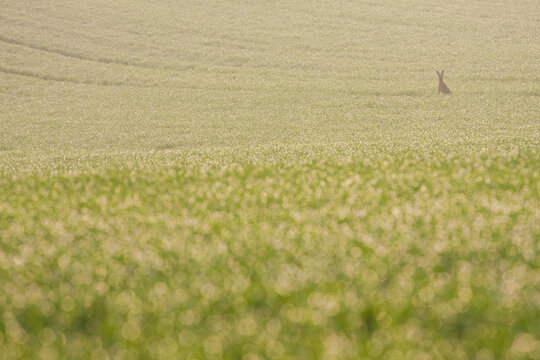 Hare on field
