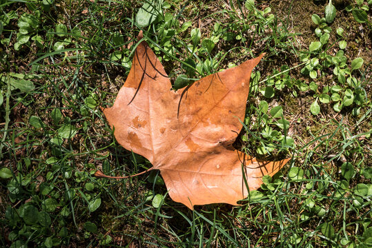 Autumn maple leaf on green grass after rain