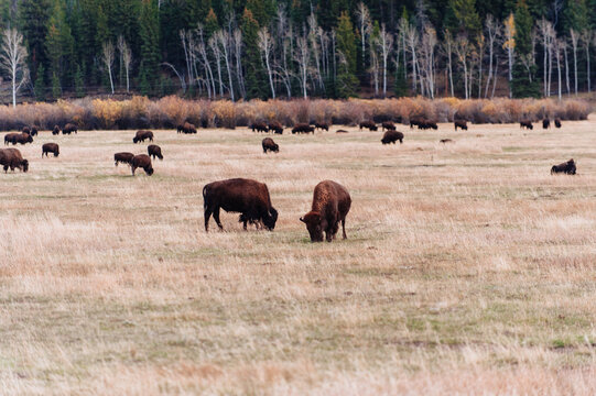 Buffalo/Bison Herd in Grand Teton National Park, Wyoming