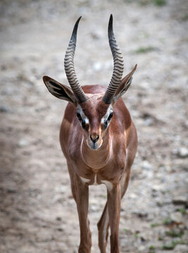 Gazelle Closeup Looking at the Camera