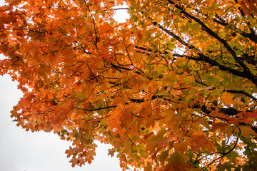 Gorgeous fall colors in the autumn on a sugar maple in October.
