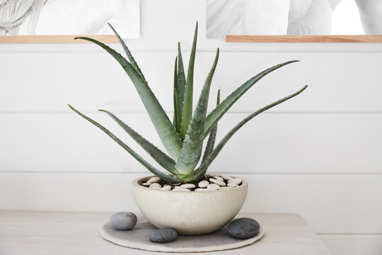 Close-up of aloe succulent plant in concrete planter on top of dresser