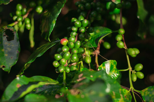 Cherry coffee that is currently producing but not yet ripe is being green