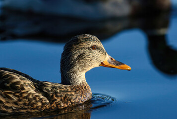Profile of Female Mallard highlighted by the sun in still blue waters.