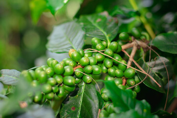Cherry coffee that is currently producing but not yet ripe is being green