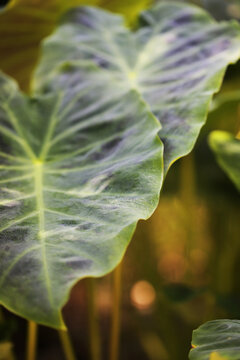 Large Elephant Ear Plant Leaves In A Sunny Garden