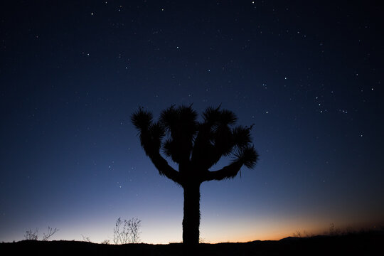 Joshua Tree Silhouette During Early Sunrise with Starry Sky