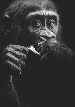 Lowland Gorilla Toddler