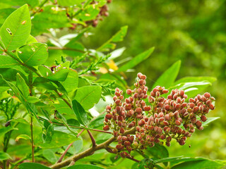 blossoms on a tree