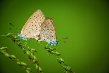 Dark Grass Blue butterfly