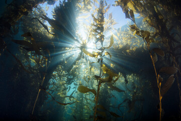 Scuba diving in kelp forest underwater