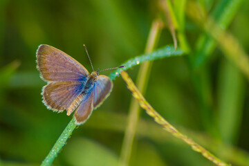 Dark Grass Blue butterfly